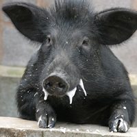 BlackPig
