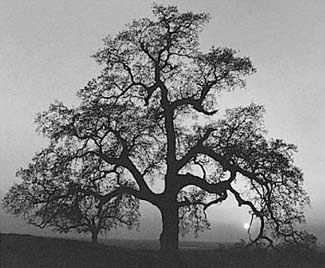 Foto di Ansel Adams
